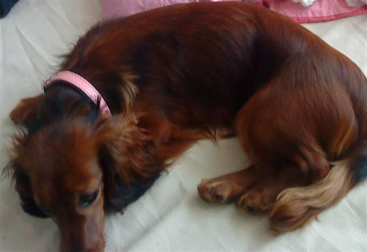 Gravhund Von-Fyrbo Casandra billede 28