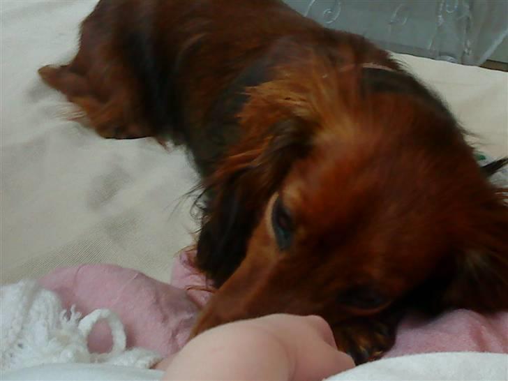 Gravhund Von-Fyrbo Casandra billede 24