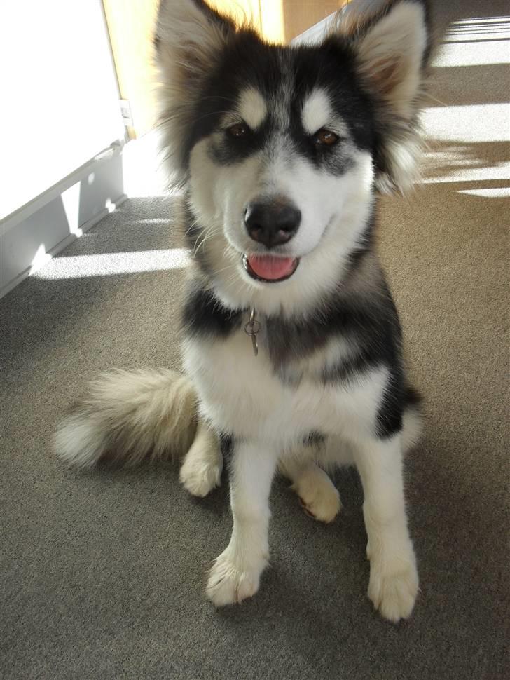 Alaskan malamute Dia [Himmelhund] billede 1