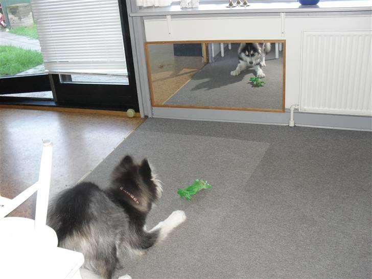 Alaskan malamute Dia [Himmelhund] billede 2