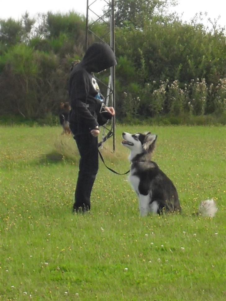 Alaskan malamute Dia [Himmelhund] billede 3