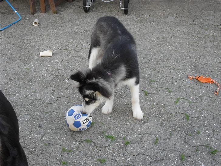 Alaskan malamute Dia [Himmelhund] billede 4