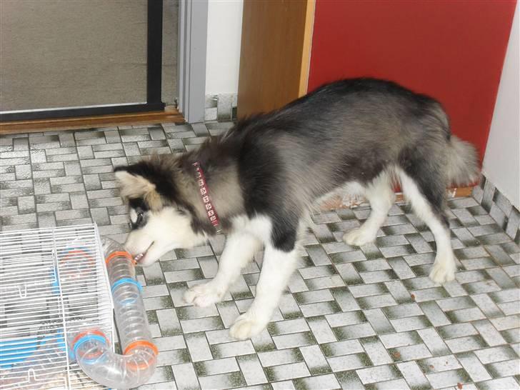 Alaskan malamute Dia [Himmelhund] billede 5
