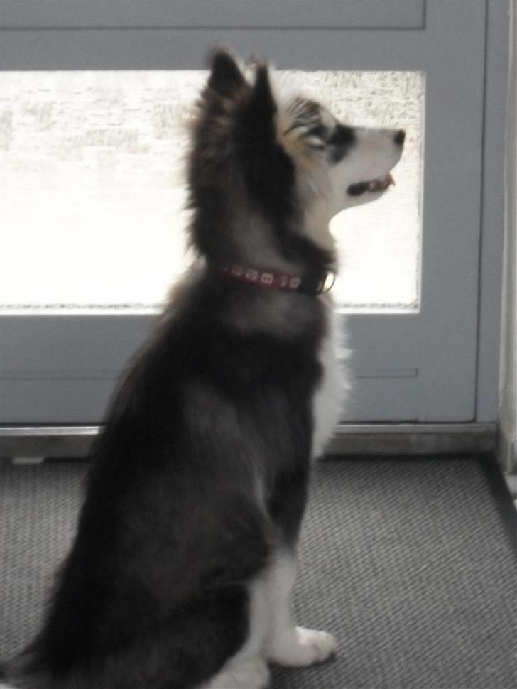 Alaskan malamute Dia [Himmelhund] billede 6