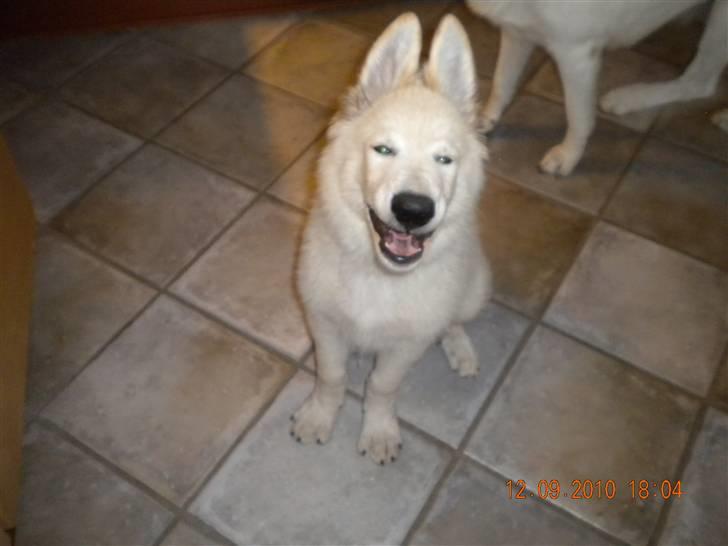 Hvid schæfer Manse solgt :( - se mine fine ører :D billede 12