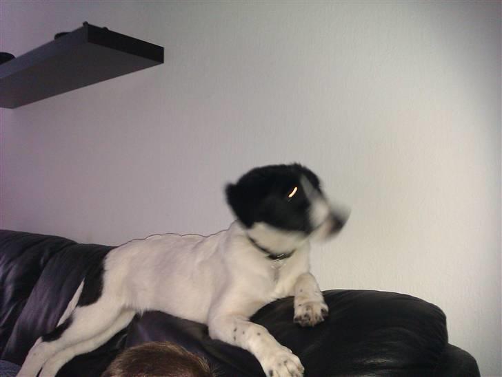 Blanding af racer Ziva billede 1