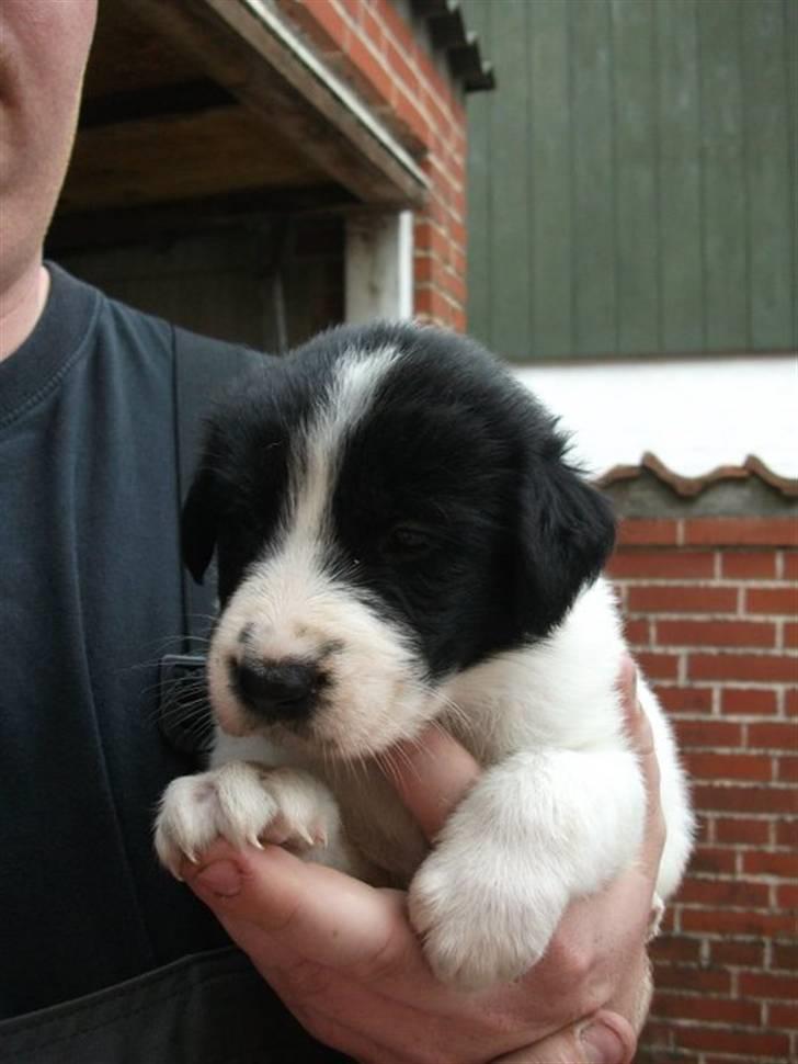 Blanding af racer Ziva billede 2