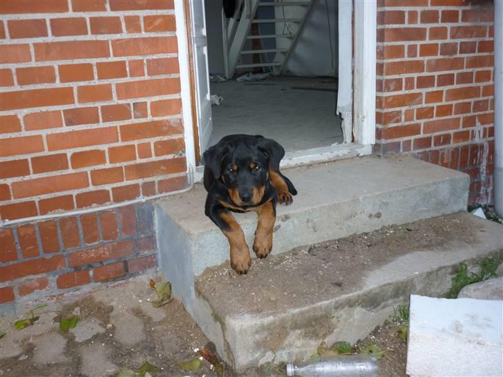 Rottweiler ballou billede 1