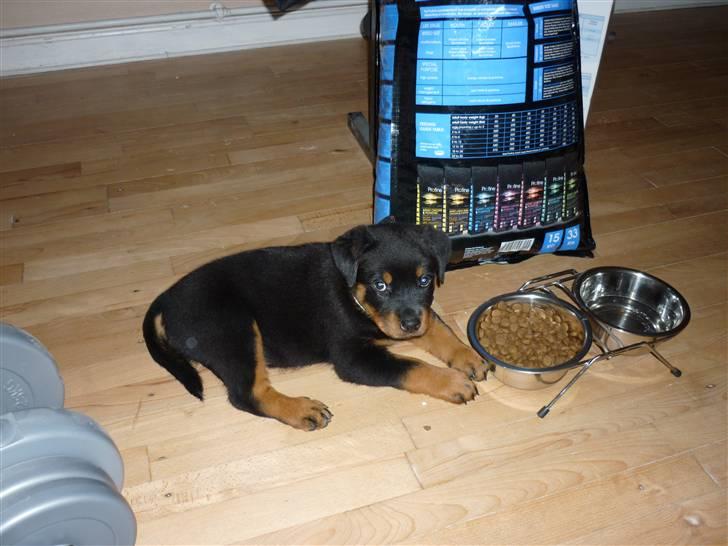 Rottweiler ballou billede 2