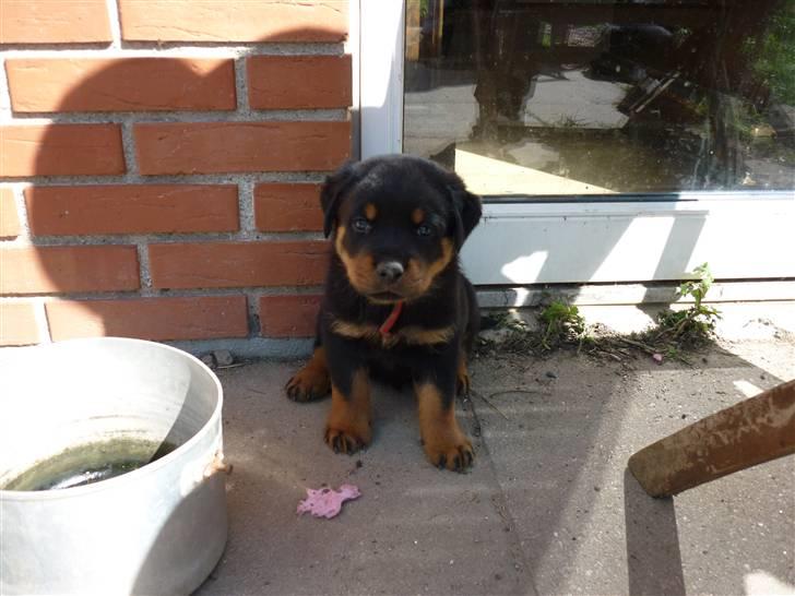 Rottweiler ballou billede 3