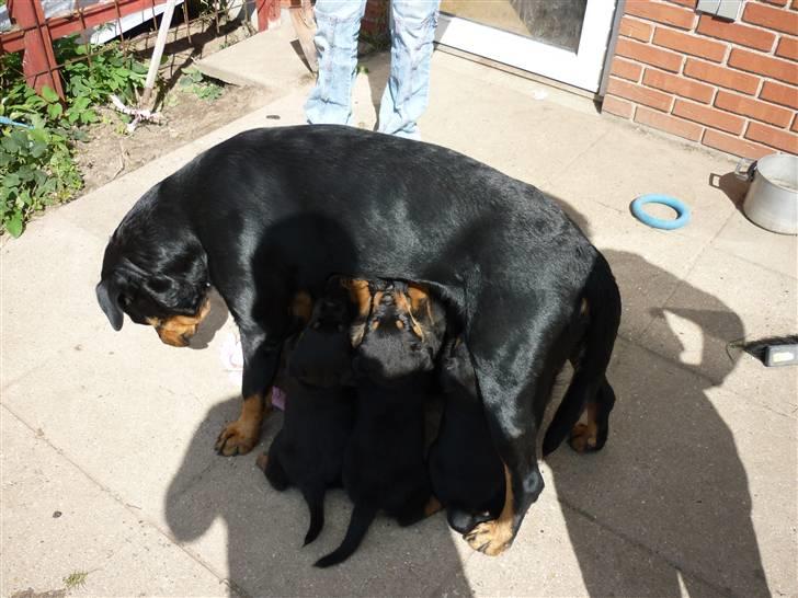 Rottweiler ballou billede 4