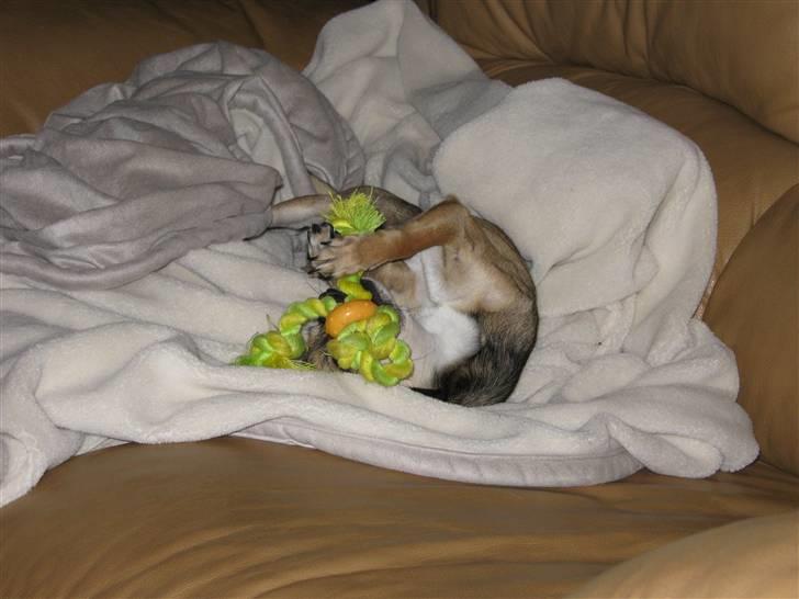 Chihuahua Gismo billede 6