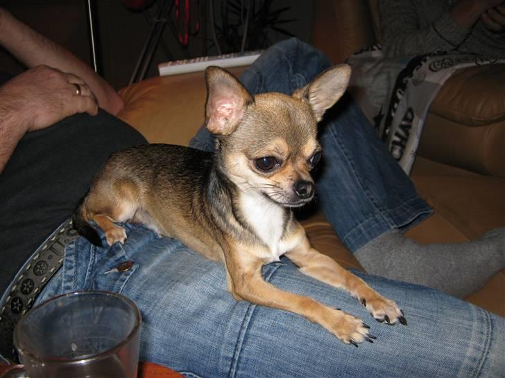 Chihuahua Gismo billede 7