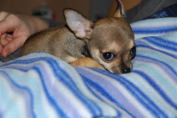 Chihuahua Gismo billede 8