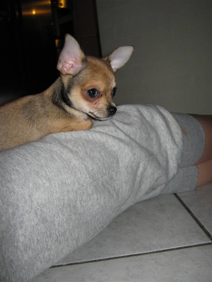 Chihuahua Goldie billede 6