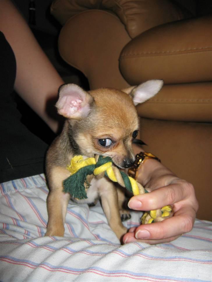 Chihuahua Goldie billede 7