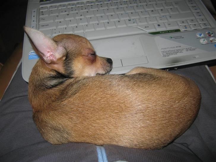 Chihuahua Goldie billede 8