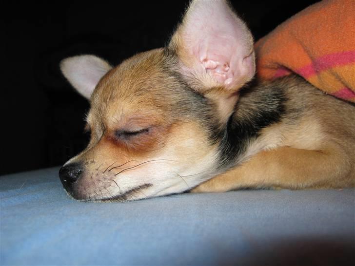 Chihuahua Goldie billede 9