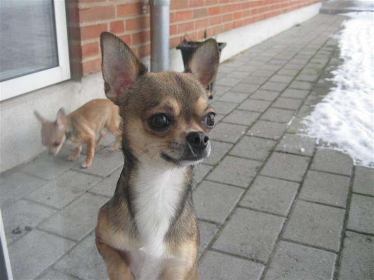 Chihuahua Gismo billede 9