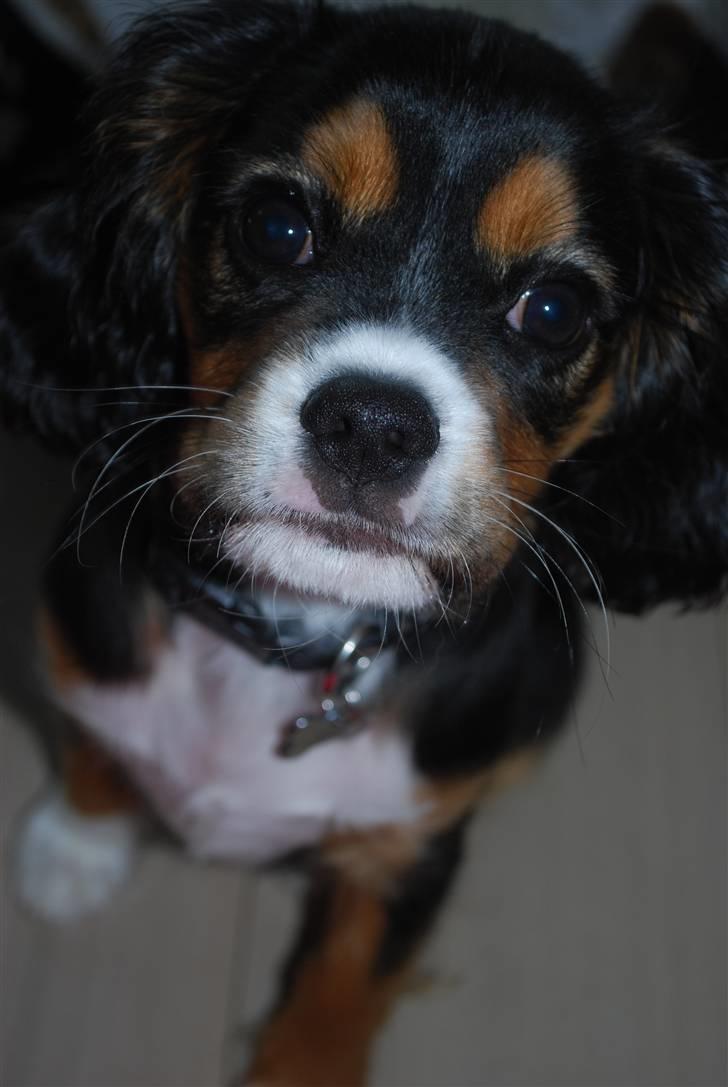 Cavalier king charles spaniel Noah billede 7