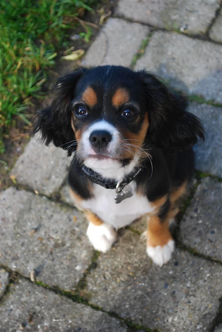 Cavalier king charles spaniel Noah - I haven billede 8