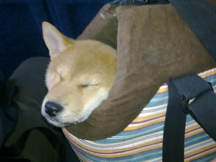 Shiba Heok's Ryuu kaldes Taiko - 9 uger :) billede 6