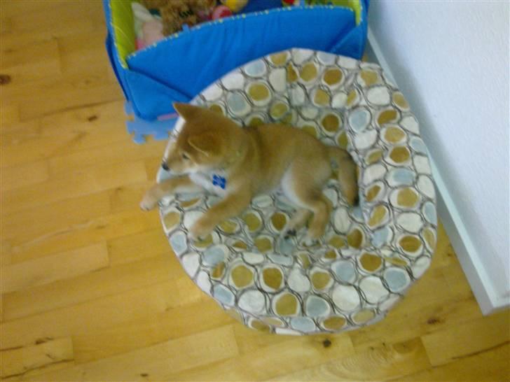 Shiba Heok's Ryuu kaldes Taiko - 10½ uge gammel, har han allerede indtaget min søsters hunds kurv ;) billede 7