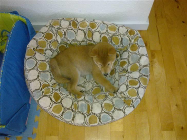 Shiba Heok's Ryuu kaldes Taiko - 10½ uge gammel, har han allerede indtaget min søsters hunds kurv ;) billede 8