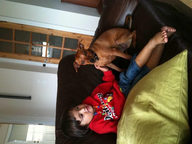 Blanding af racer king billede 6