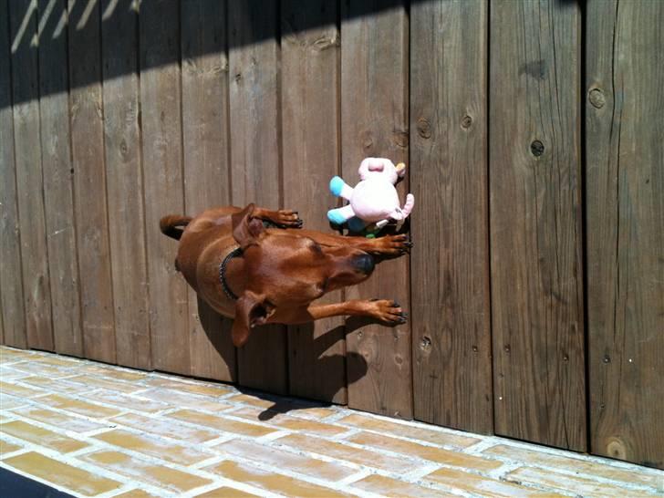 Blanding af racer king billede 7