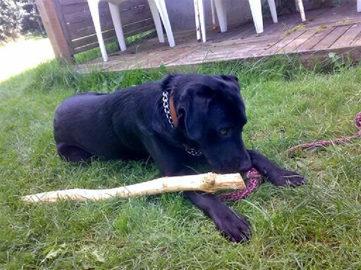 Labrador retriever Bjørn - Jer er på besøg ved min bedste billede 6