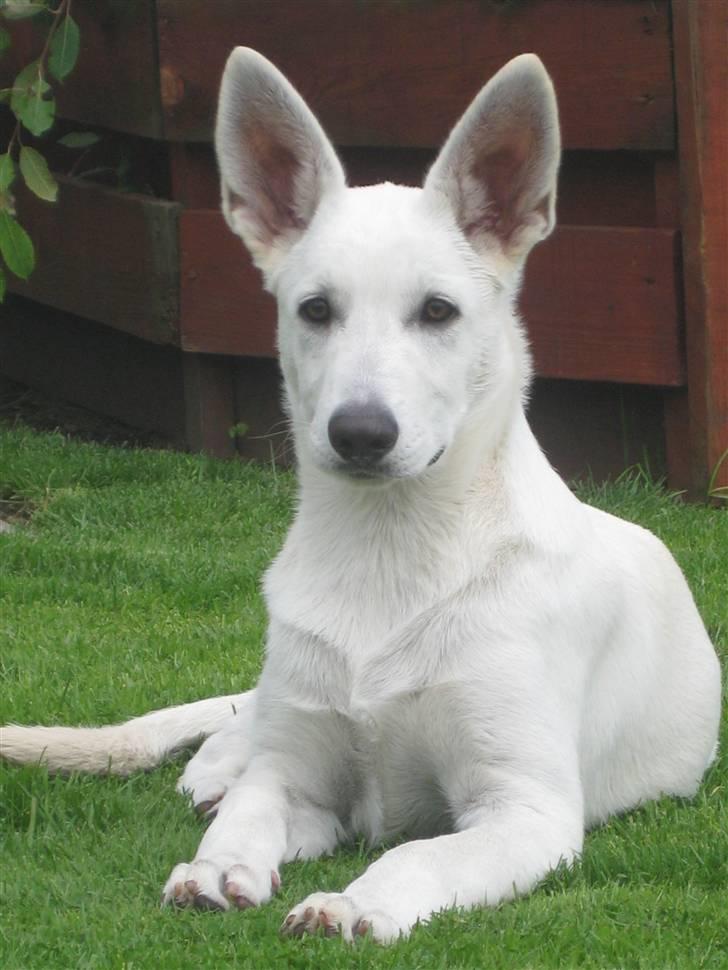 Hvid Schweizisk Hyrdehund BeDaBlanco's Brave Beyla - 14. september 2010 billede 1