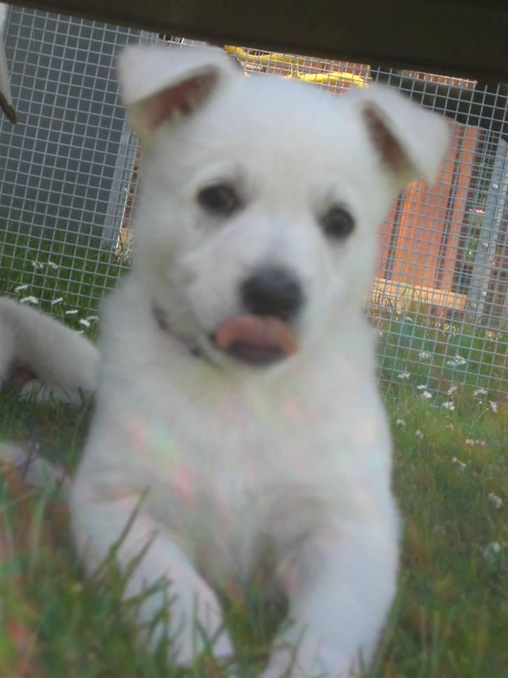 Hvid Schweizisk Hyrdehund BeDaBlanco's Brave Beyla - 1. juli 2010 billede 2