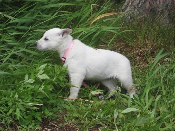 Hvid Schweizisk Hyrdehund BeDaBlanco's Brave Beyla - 6. juli 2010 billede 3