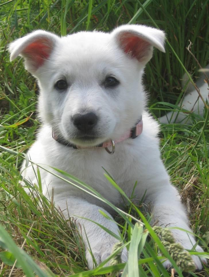 Hvid Schweizisk Hyrdehund BeDaBlanco's Brave Beyla - 7. juli 2010 billede 4