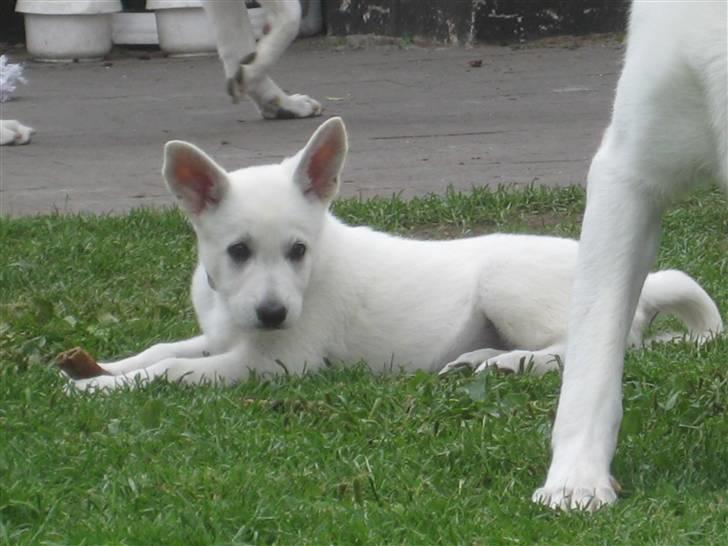 Hvid Schweizisk Hyrdehund BeDaBlanco's Brave Beyla - 17. juli 2010 billede 5