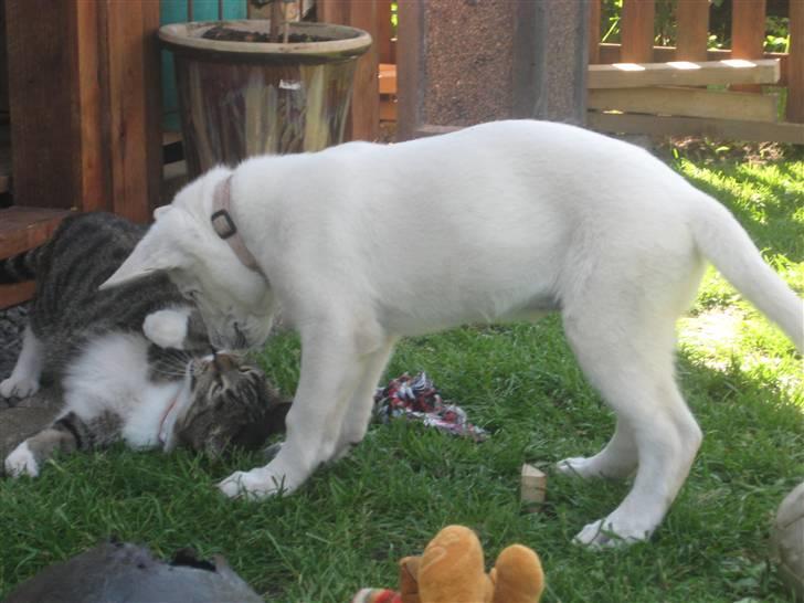 Hvid Schweizisk Hyrdehund BeDaBlanco's Brave Beyla - 26. juli 2010 - Beyla elsker bare BetteMissen billede 6