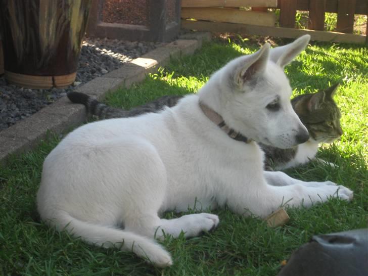 Hvid Schweizisk Hyrdehund BeDaBlanco's Brave Beyla - 26. juli 2010 - Og BetteMissen kan godt lide Beyla  billede 7