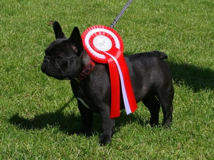 Fransk bulldog Skibelunden's Avette billede 14