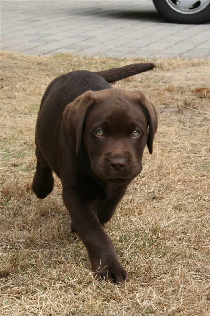 Labrador retriever Mikker billede 7