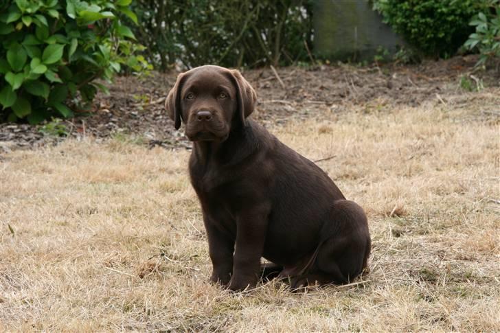Labrador retriever Mikker billede 8