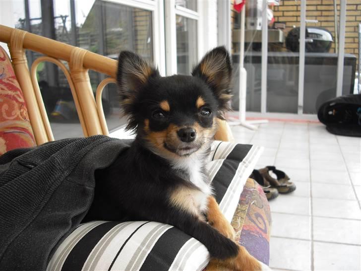 Chihuahua Zackie billede 15