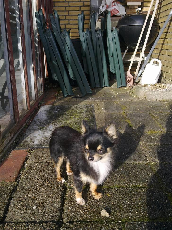 Chihuahua Zackie billede 16