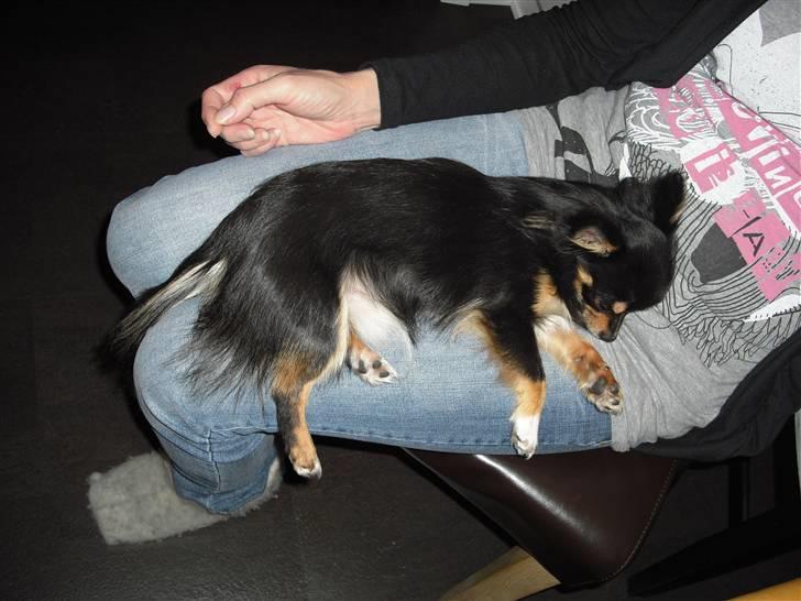 Chihuahua Zackie - Total afslapning billede 18