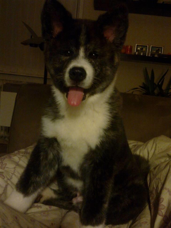 Akita inu Emiko/Miko billede 6