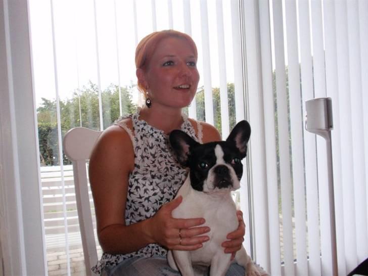 Fransk bulldog Bibbii billede 16