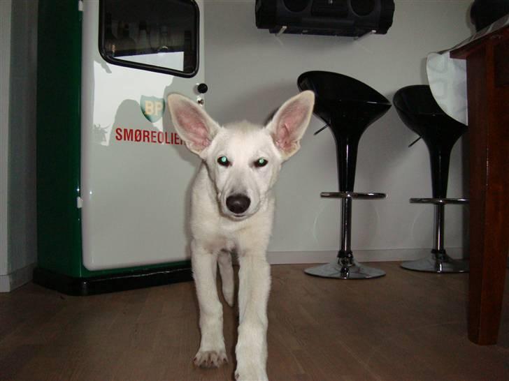 Hvid schæfer Bella - Hvem kaldte? billede 11