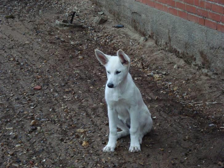 Hvid schæfer Bella - Lige en stille stund. "ca.1 uge gammel billede" billede 12