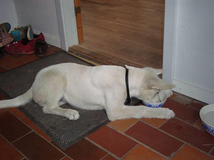 Hvid schæfer Bella - Jah der er ingen grund til at bruge mere energi end højst nødvendig når jeg skal spise. billede 13