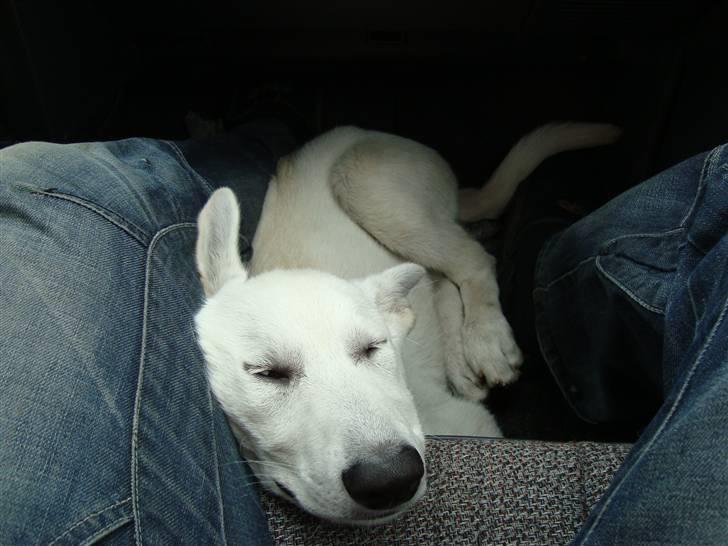 Hvid schæfer Bella - Skønt med et lille hvil. billede 14